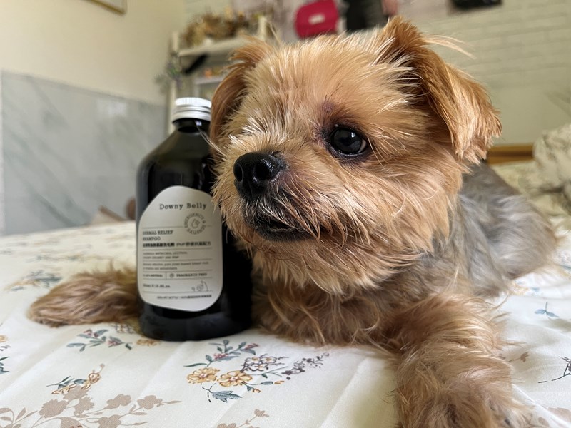 女人知己試用大隊,口碑行銷,部落客行銷,Downy Belly毛肚子,Downy Belly 保濕滋養胺基酸洗毛精,紅球薑淨膚配方,Downy Belly 保濕滋養胺基酸洗毛精-紅球薑淨膚配方,洗品天生防禦力，皮膚天生就很強,除了洗乾淨，其他的真的先不用,胺基酸清潔因子,好的界面活性劑，才能好洗,好沖淨,不易殘留,適量的細緻泡泡,狗貓皆適用,加拿大毒物學家安全把關,100%環保回收料再製瓶器,零廢棄為目標,低敏洗毛精,寵物訓練師好評,Downy Belly毛肚子,Downy Belly 皮膚救急胺基酸洗毛精,IPMP舒緩配方,Downy Belly 皮膚救急胺基酸洗毛精-IPMP舒緩配方,洗品天生防禦力,皮膚天生就很強,除了洗乾淨,其他的真的先不用,胺基酸清潔因子,APG+胺基酸清潔因子,IPMP高安全的成分,好的界面活性劑,才能好洗、好沖淨、不易殘留,適量的細緻泡泡,狗貓皆適用,加拿大毒物學家安全把關,100%環保回收料再製瓶器,零廢棄為目標,低敏洗毛精,寵物訓練師好評